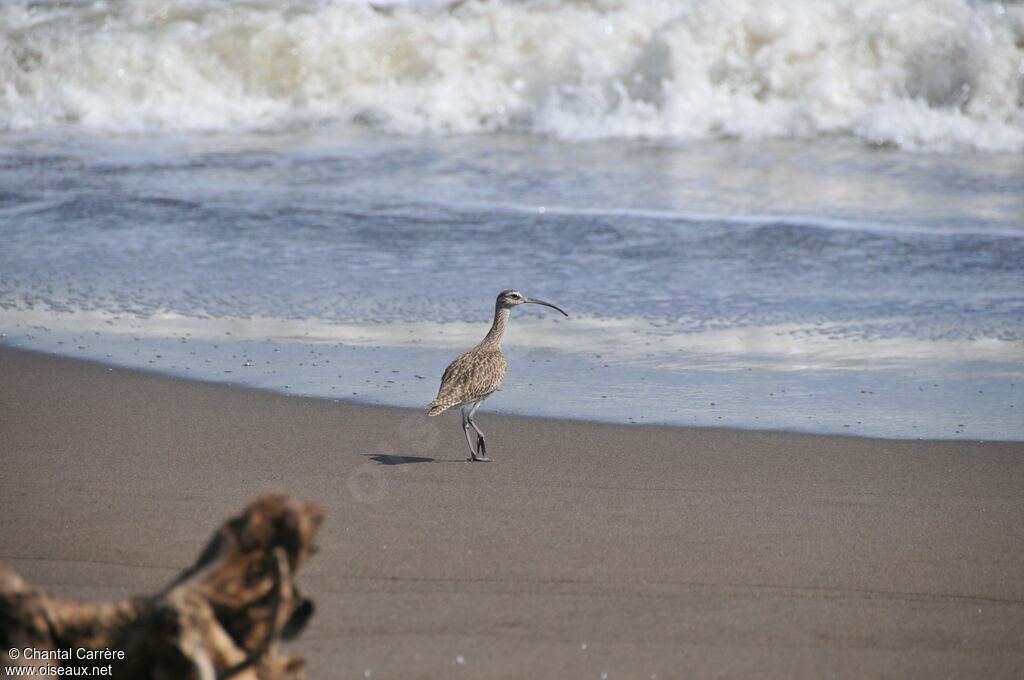 Long-billed Curlew