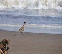 Long-billed Curlew