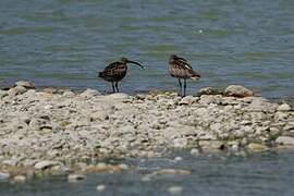 Eurasian Whimbrel