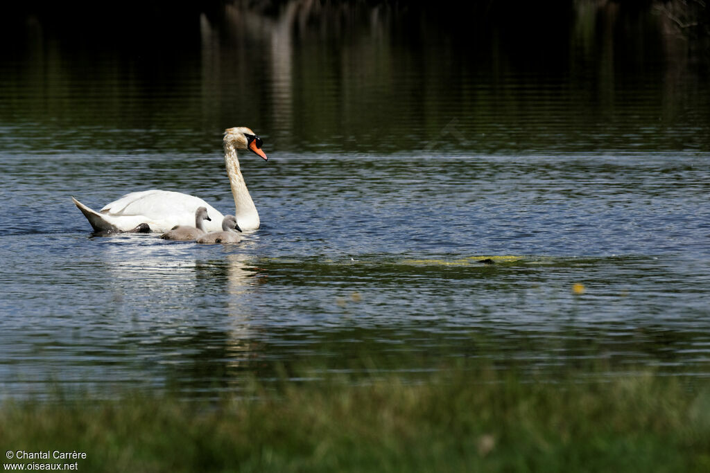 Cygne tuberculé