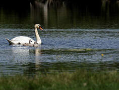 Cygne tuberculé