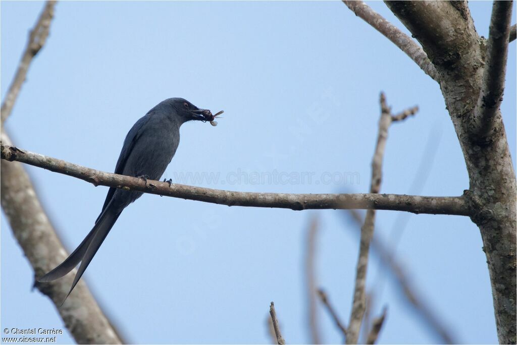 Drongo cendré