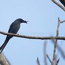 Drongo cendré