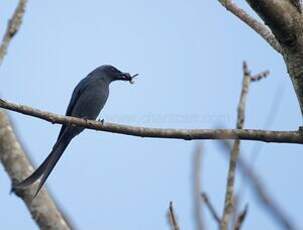 Drongo cendré