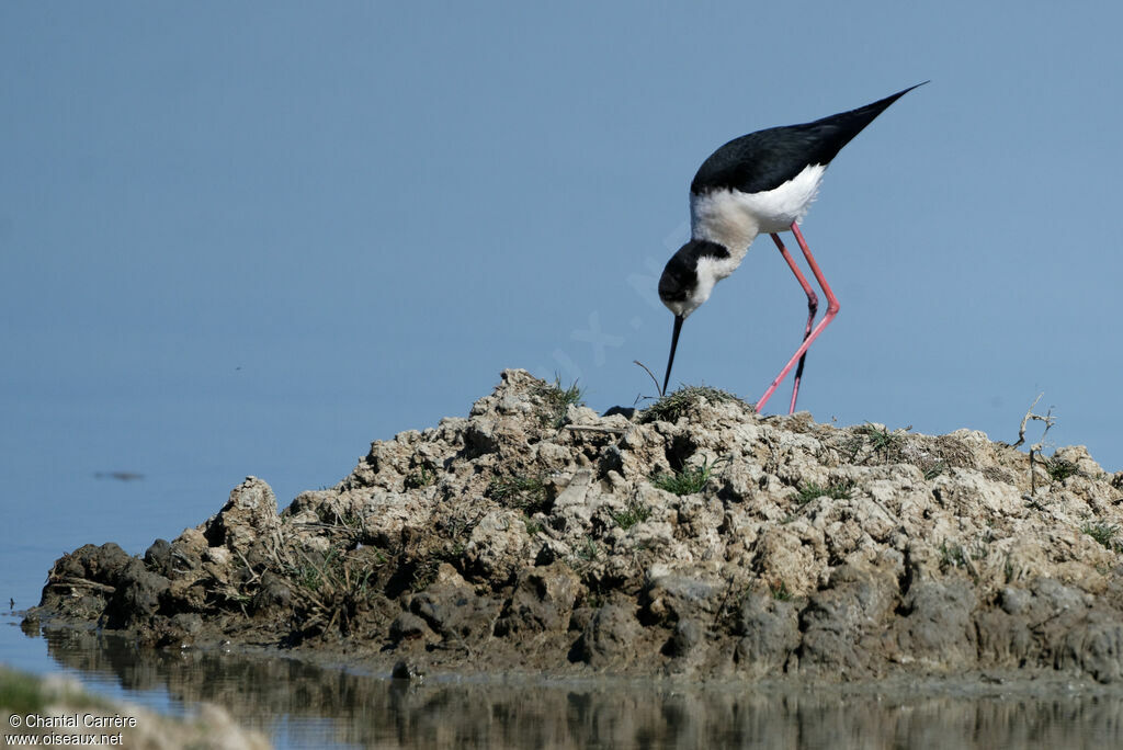 Black-winged Stilt