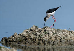 Black-winged Stilt