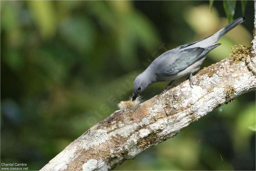 Indochinese Cuckooshrike male adult, feeding habits