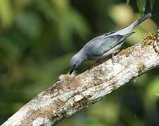 Indochinese Cuckooshrike