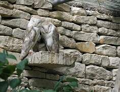 Western Barn Owl