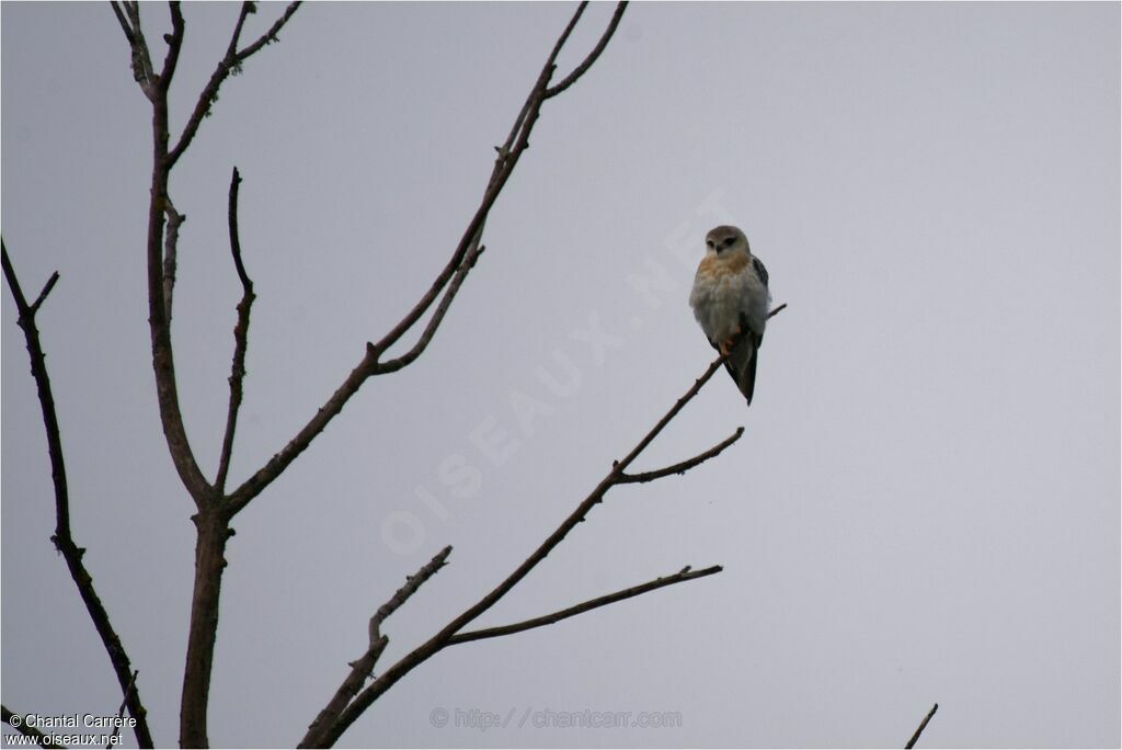 Black-winged Kite