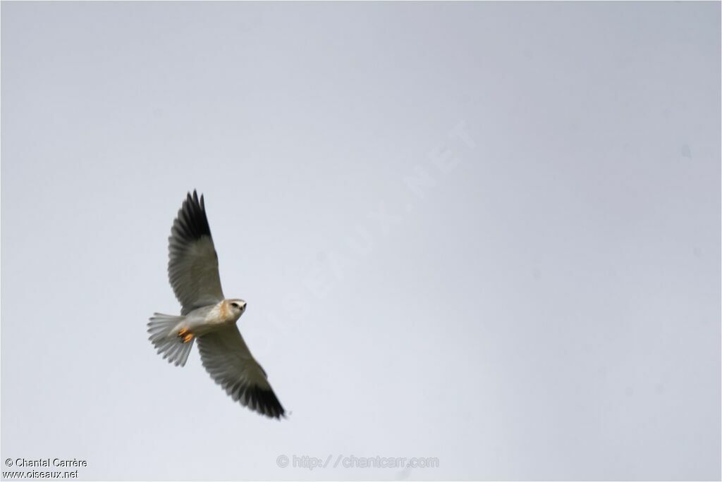 Black-winged Kite