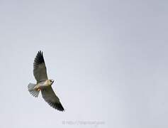 Black-winged Kite