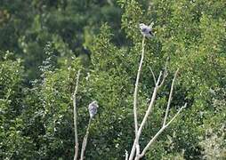 Black-winged Kite