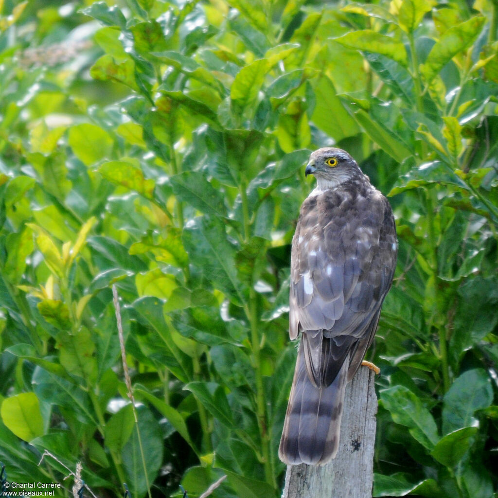 Eurasian Sparrowhawk