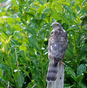 Eurasian Sparrowhawk