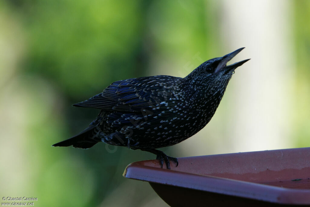 Common Starling