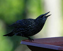 Common Starling