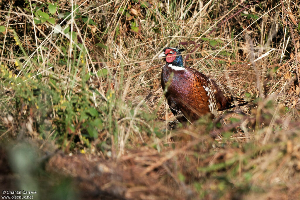 Common Pheasant