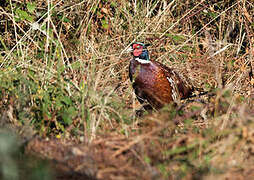 Common Pheasant