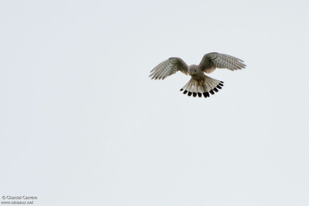 Common Kestrel