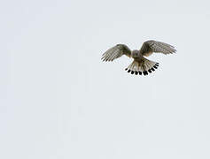 Common Kestrel