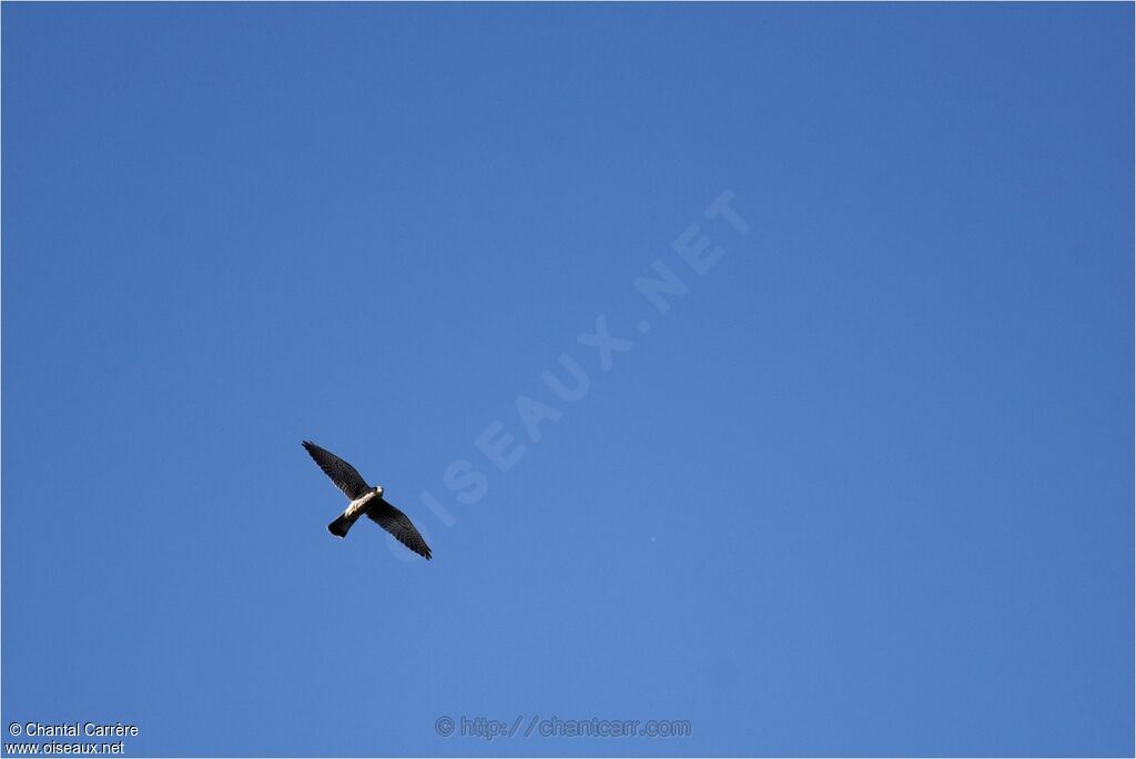 Peregrine Falcon