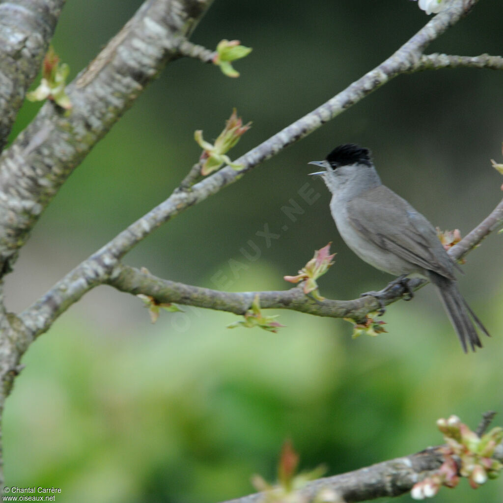 Eurasian Blackcap male