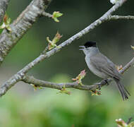 Eurasian Blackcap