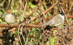 Eurasian Blackcap