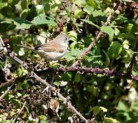 Common Whitethroat