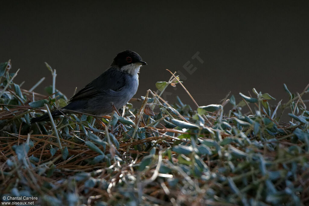 Sardinian Warbler