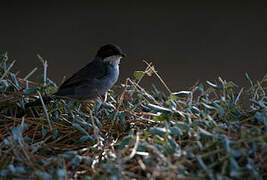 Sardinian Warbler