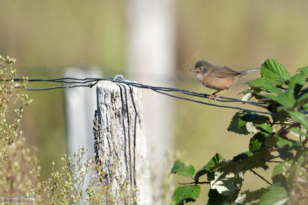 Dartford Warbler