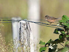 Dartford Warbler