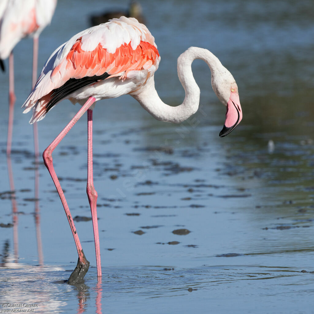 Greater Flamingo