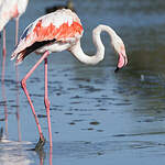 Flamant rose