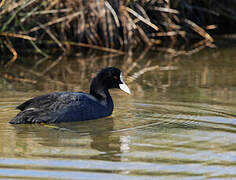 Eurasian Coot