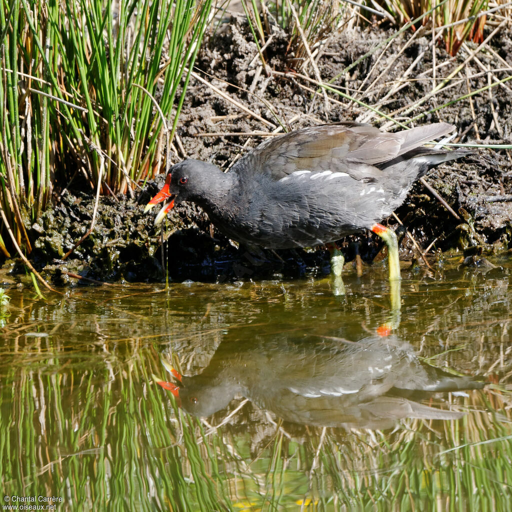 Common Moorhen