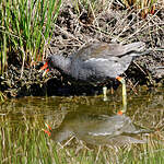 Gallinule poule-d'eau