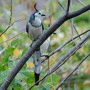 White-throated Magpie-Jay