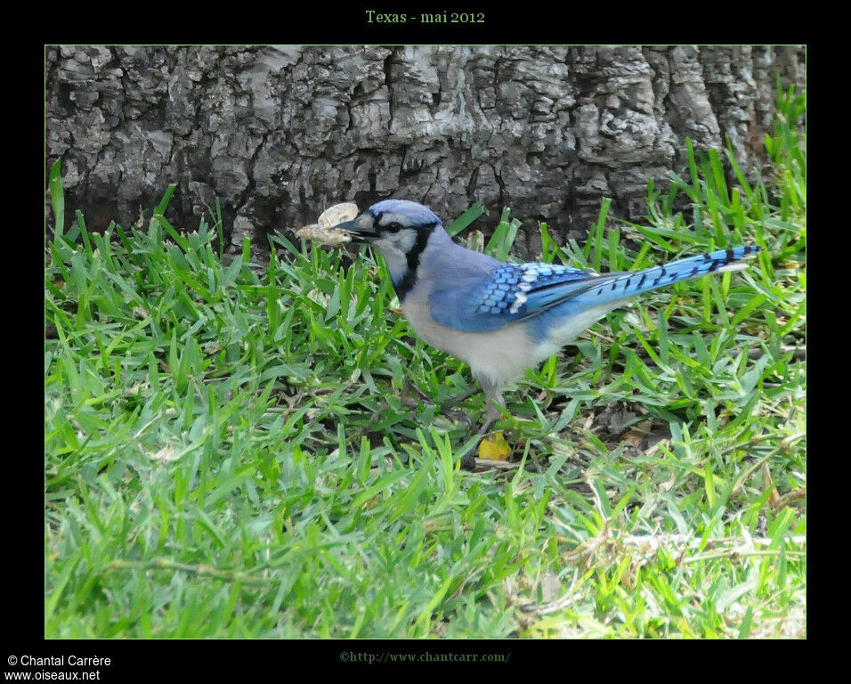 Blue Jay