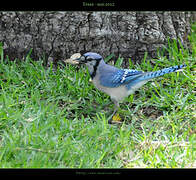 Blue Jay