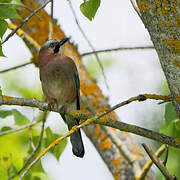 Eurasian Jay