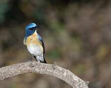 Hill Blue Flycatcher