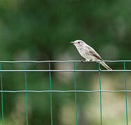 Spotted Flycatcher