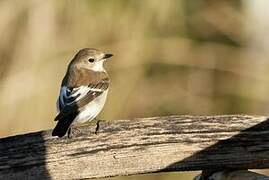 European Pied Flycatcher