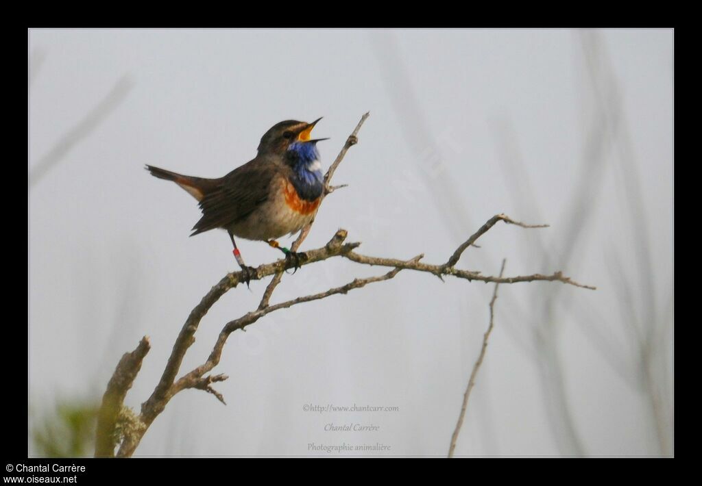 Bluethroat