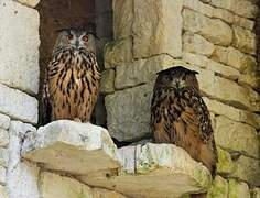 Eurasian Eagle-Owl