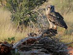 Verreaux's Eagle-Owl