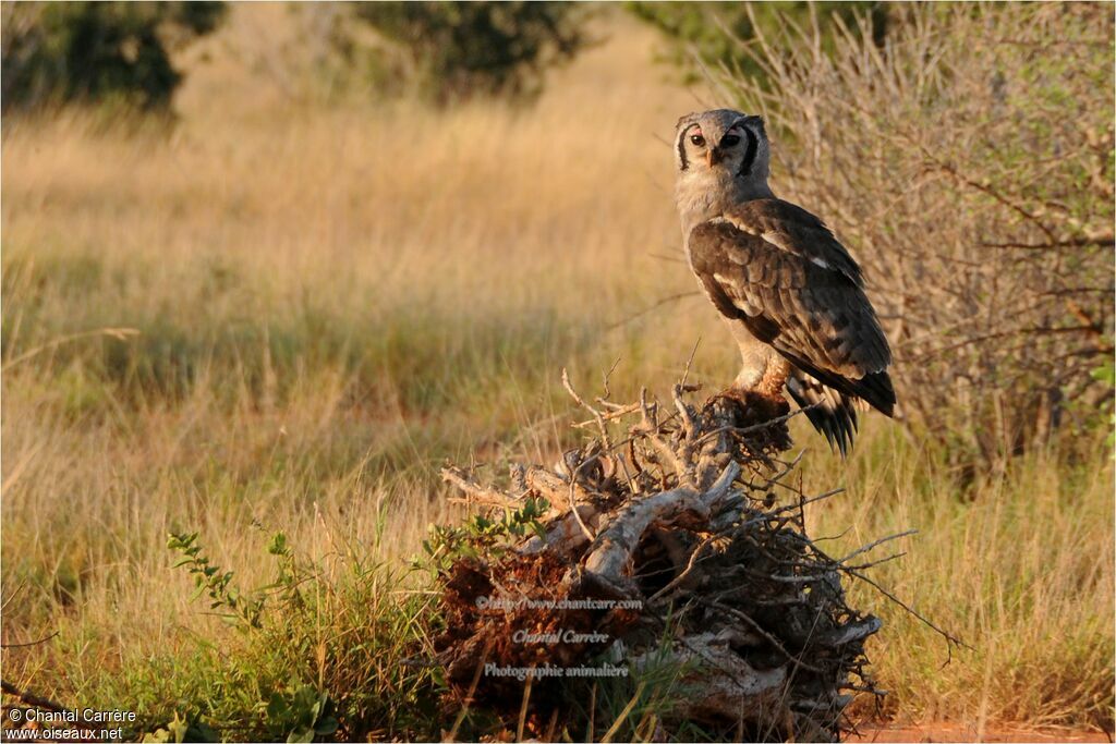 Verreaux's Eagle-Owl